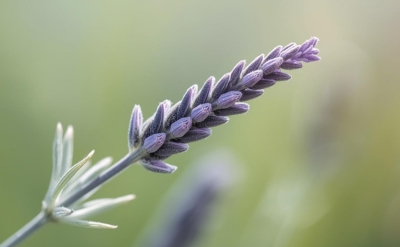 Organic Lavender Essential Oil